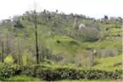 Koronavirüs tedbirleri çay üreticisini de vurdu! Ayda 7.500 TL kazanacak işçi bulamıyorlar