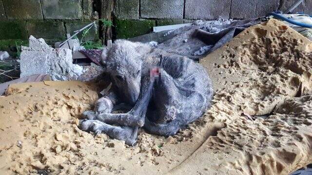 Silivri'de kangal cinsi köpek açlıktan ölmek üzereyken bulundu
