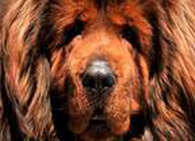 Bursa'da kurulan Tibet mastifi çiftliği, Arap ülkelerine köpek ihraç ediyor