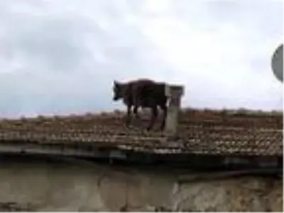 Görenler şaşkına döndü! Ahırdan kaçan dana, evin çatısına çıktı