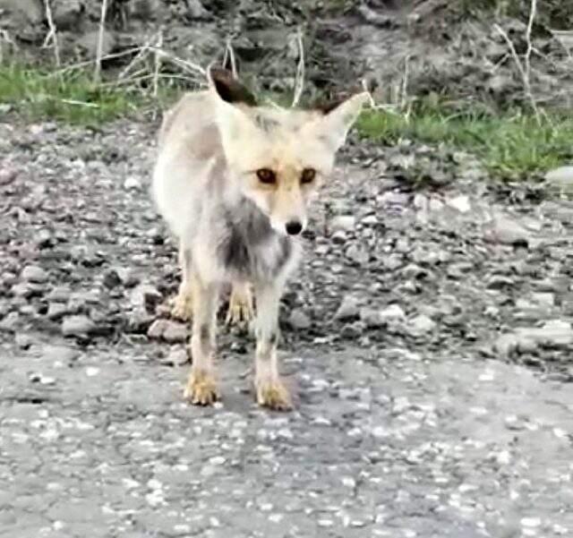 Aç kalan tilkiyi elleriyle besleyen baba oğulun o anları kamerada