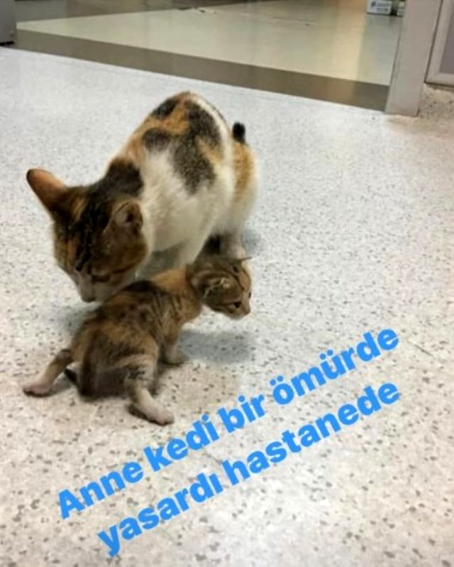 Evlat acısı yaşayan Ebru Şallı, hastalanan yavrusunu hastaneye taşıyan kedinin hikayesini paylaştı