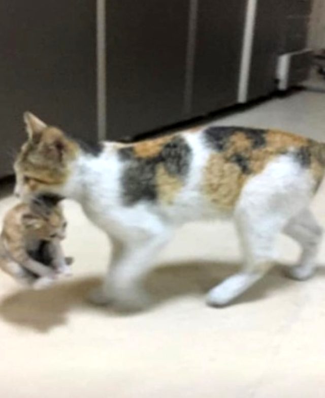 Evlat acısı yaşayan Ebru Şallı, hastalanan yavrusunu hastaneye taşıyan kedinin hikayesini paylaştı
