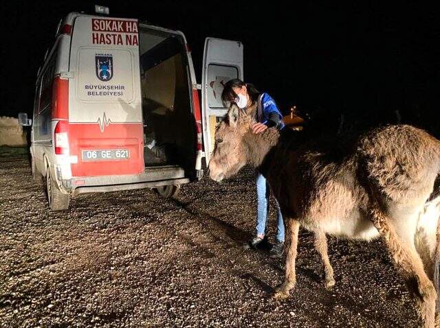 Kangal köpeklerinin saldırdığı eşek kurtarıldı, yavrusu yaşamını yitirdi Kangal köpeklerinin saldırdığı eşek kurtarıldı, yavrusu yaşamını yitirdi
