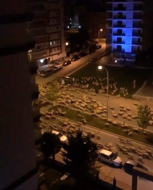 Sokaklar boş kalınca koyun sürüsü kentin en işlek caddesine indi Sokaklar boş kalınca koyun sürüsü kentin en işlek caddesine indi
