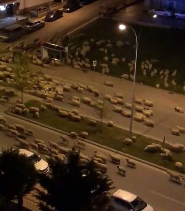 Sokaklar boş kalınca koyun sürüsü kentin en işlek caddesine indi Sokaklar boş kalınca koyun sürüsü kentin en işlek caddesine indi