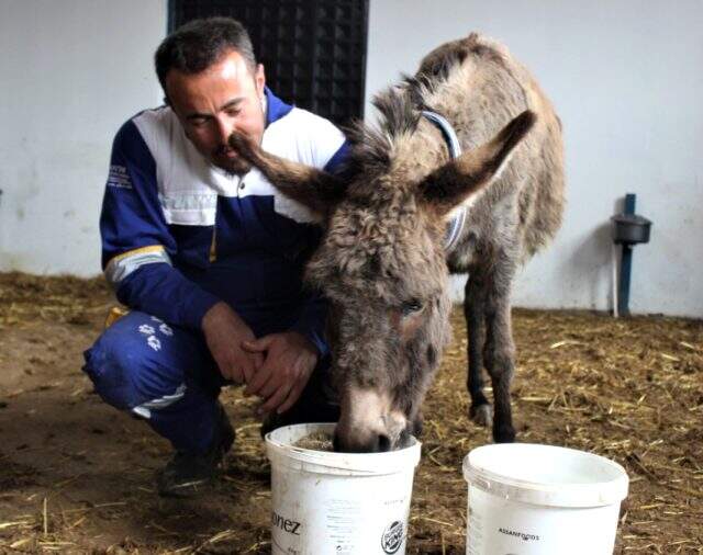 Yanında yavrusu köpeklere parçalatılan eşek yeni yuvasına yerleştirildi
