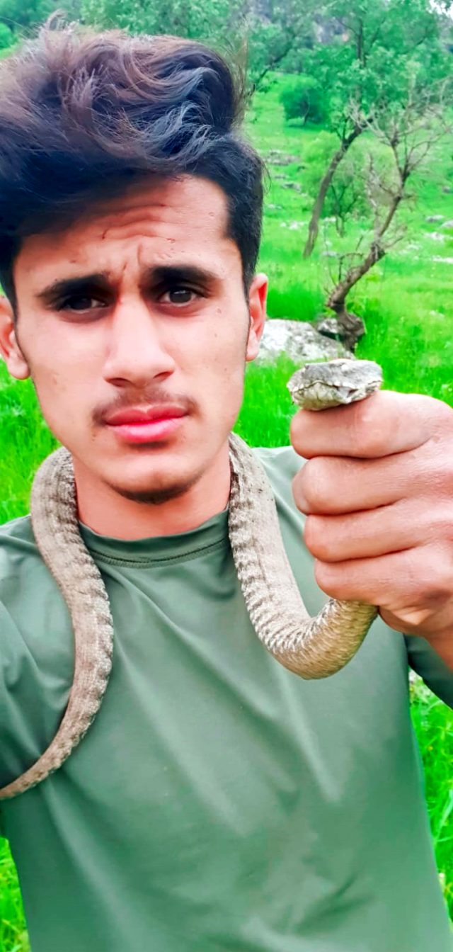 Türkiye'nin en zehirli yılanı koca engerekle oynayıp, doğaya saldılar