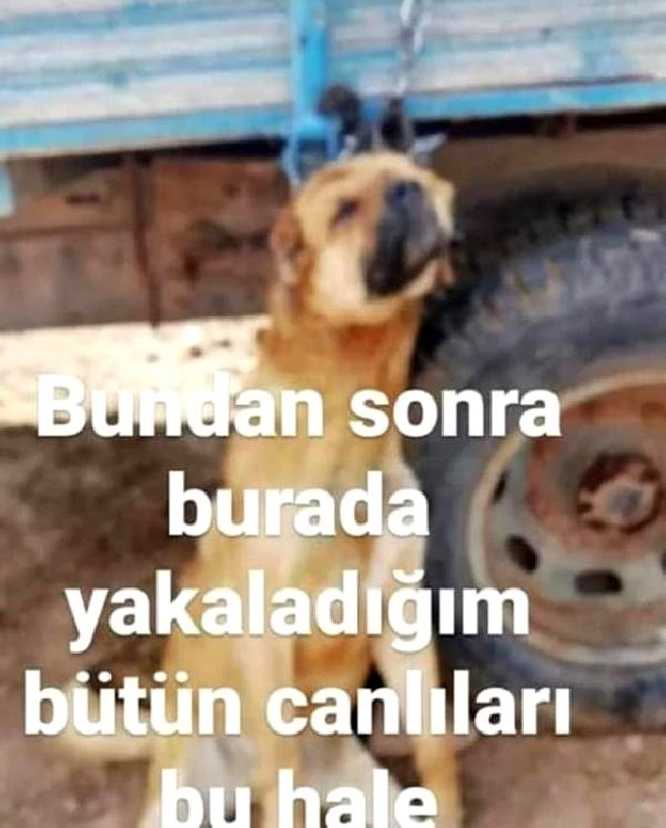 Erzincan'da römorka asılı köpek fotoğrafı paylaşan şahıs gözaltına alındı