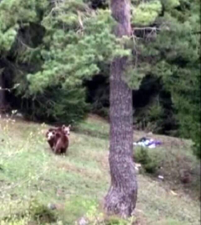 Artvin'de yiyecek arayan boz ayılar görüntülendi