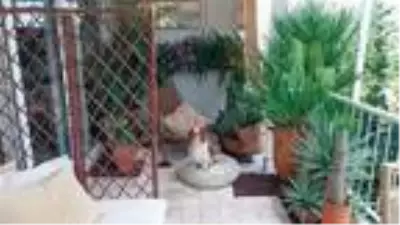 Bakmazsan dağ, bakarsan balkon olur