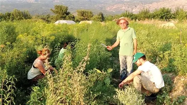 Çalışkan, gönüllü, acemi çiftçiler aranıyor!