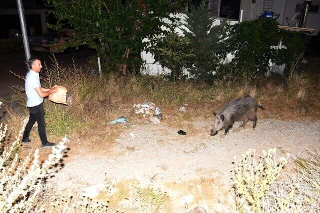 Bodrum'lu hayvansever şehre inen yaban domuzunu ekmekle besledi