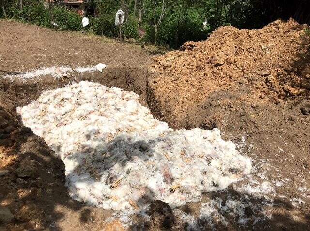 Düzce'de sıcaktan etkilenen 8 bin tavuk telef oldu Düzce'de sıcaktan etkilenen 8 bin tavuk telef oldu