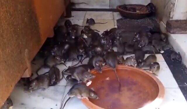 Hindistan'da farelerle birlikte ibadet edilen yer: Karni Mata Tapınağı Hindistan'da farelerle birlikte ibadet edilen yer: Karni Mata Tapınağı