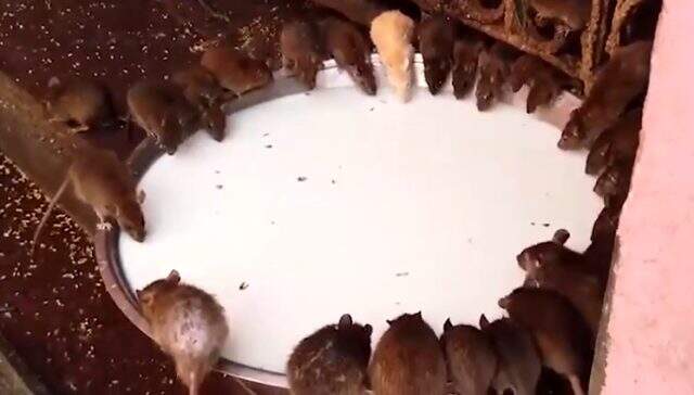 Hindistan'da farelerle birlikte ibadet edilen yer: Karni Mata Tapınağı Hindistan'da farelerle birlikte ibadet edilen yer: Karni Mata Tapınağı