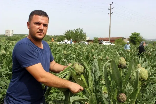 Kapış kapış satılan Hasanağa enginarları, üreticisine dönümünden 15 bin lira kazandırıyor