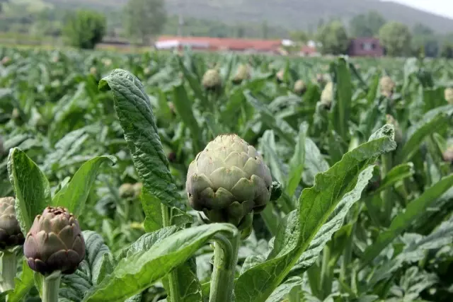 Kapış kapış satılan Hasanağa enginarları, üreticisine dönümünden 15 bin lira kazandırıyor