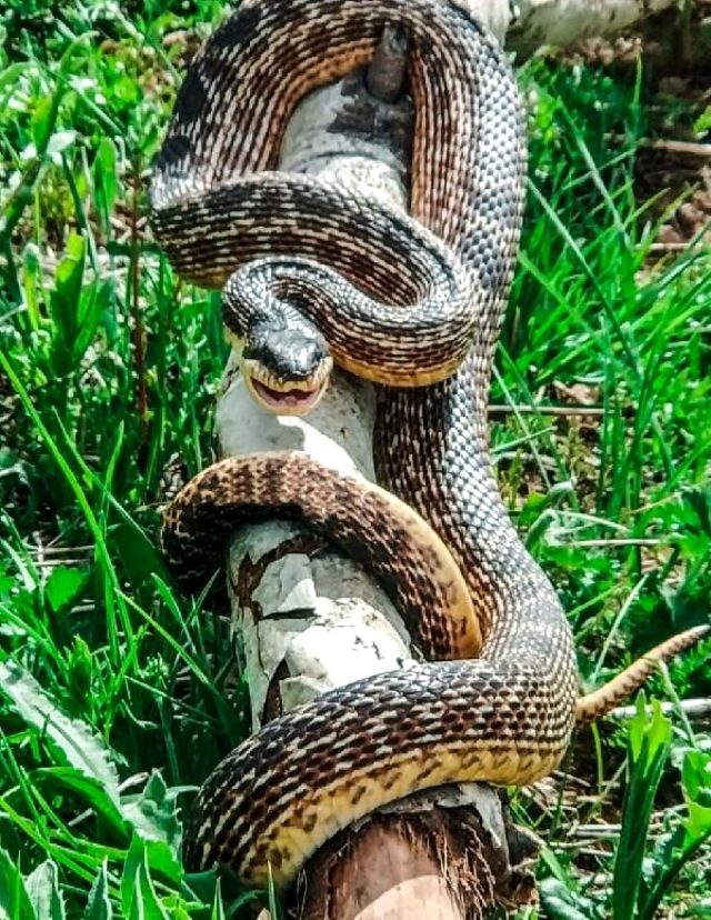 Bingöl'de görülen devasa yılan korkuttu