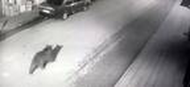 Artvin'de bir haftadır sokaklarda dolaşan boz ayı ilçenin maskotu oldu