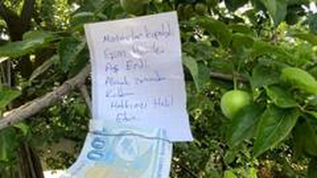 Hamile eşi için erik toplayan baba adayı, 100 lira para ile tarla sahibine not bırakarak helallik istedi