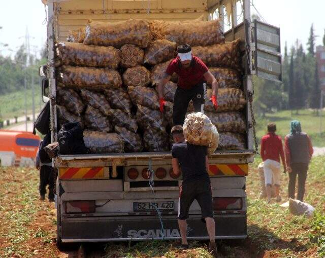 40 derece sıcakta günde 110 ton patates taşıyan 4 işçi, kişi başı 440 TL kazanıyor
