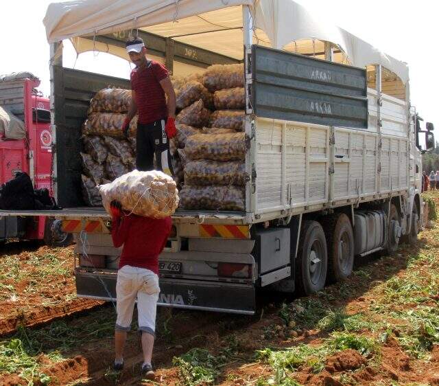 40 derece sıcakta günde 110 ton patates taşıyan 4 işçi, kişi başı 440 TL kazanıyor