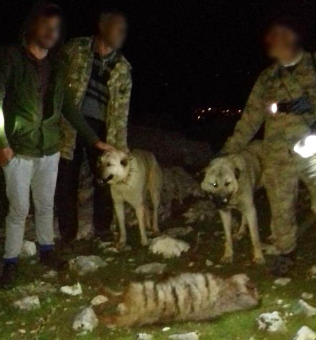 Adıyaman'da vahşet! 4 cani, koruma altında olan sırtlanı köpeklere parçalatıp, tüfekle öldürdü