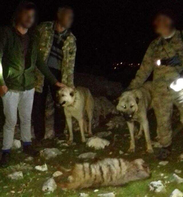 Adıyaman'da vahşet! 4 cani, koruma altında olan sırtlanı köpeklere parçalatıp, tüfekle öldürdü Adıyaman'da vahşet! 4 cani, koruma altında olan sırtlanı köpeklere parçalatıp, tüfekle öldürdü