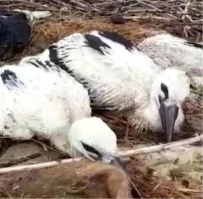 Ekipler, leylek yuvasında çıkan yangını söndürmek için seferber oldular