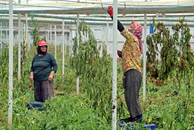 Antalyalı çiftçiler Türkiye'nin sebze ve meyve ihtiyacını karşılamak için bayramı seralarda geçiriyor