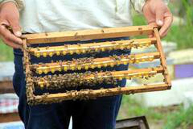 Vücuttaki ölü hücreleri yenileyen arı sütünün gramı 8 TL, kilosu ise 8 bin TL'den satılıyor