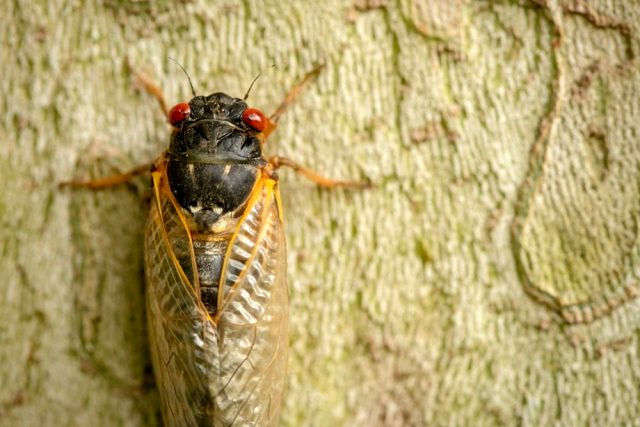 ABD'yi dev eşek arılarının ardından şimdi de milyonlarca ağustos böceği tehdit ediyor