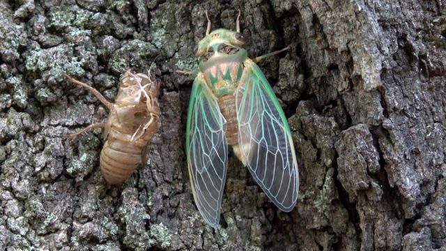 ABD'yi dev eşek arılarının ardından şimdi de milyonlarca ağustos böceği tehdit ediyor