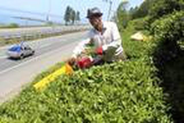 Çay hasadında, benzinli çay toplama makinesi yasaklandı Çay hasadında, benzinli çay toplama makinesi yasaklandı