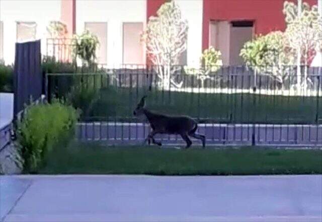 Elazığ'da yavru dağ keçisi Şehit Fethi Sekin Şehir Hastanesi'nin bahçesine girdi Elazığ'da yavru dağ keçisi Şehit Fethi Sekin Şehir Hastanesi'nin bahçesine girdi