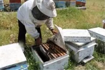 Kilosu 5 bin lirayı bulunca arıcılar propolis üretimine yöneldi