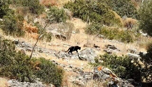 Bodrum'da ormanlık alanda görüntülenen ve jaguar sanılan hayvan, ev kedisi çıktı