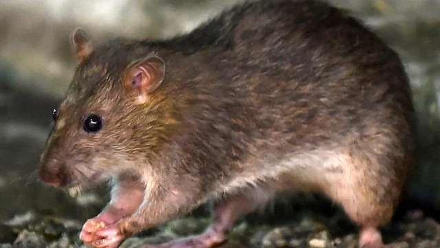 Koronavirüs sıçanları neden saldırganlaştırıyor?