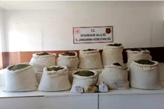Diyarbakır'da 2 milyon 500 bin kök Hint keneviri ele geçirildi Diyarbakır'da 2 milyon 500 bin kök Hint keneviri ele geçirildi