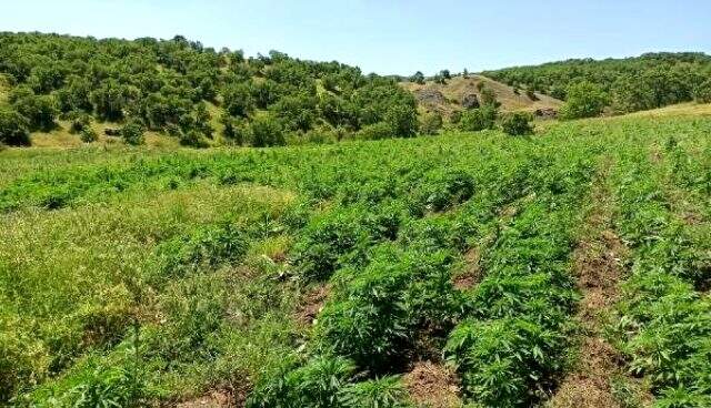 Diyarbakır'da 2 milyon 500 bin kök Hint keneviri ele geçirildi Diyarbakır'da 2 milyon 500 bin kök Hint keneviri ele geçirildi