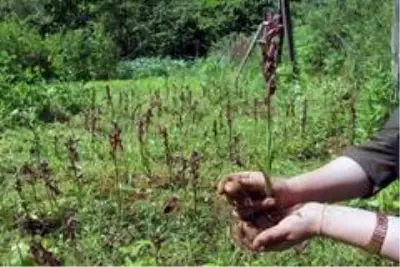 Giresun'da ilk defa üretimi yapıldı, kilosu 1.400 TL'den satılıyor