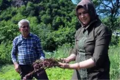 Giresun'da ilk defa üretimi yapıldı, kilosu 1.400 TL'den satılıyor