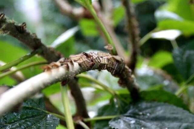 Karadeniz'de zararlı kelebek paniği! Üreticiler tarım alanları için endişeleniyor