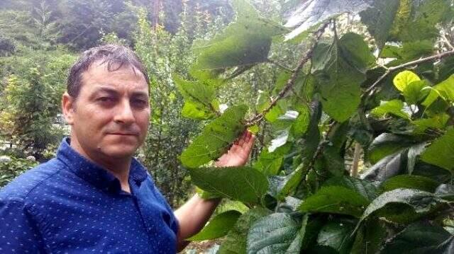 Karadeniz'de zararlı kelebek paniği! Üreticiler tarım alanları için endişeleniyor