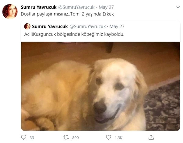 Müge Anlı oyuncu Sumru Yavrucuk'un köpeğini bulmak için harekete geçti