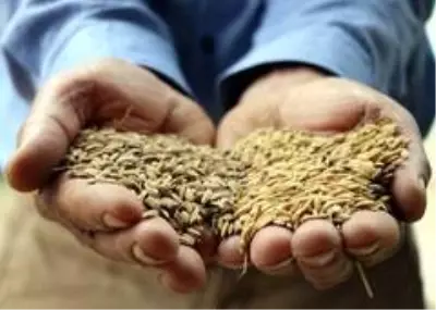 Siyah pirincin rengini gören boya zannedip bakanlığa şikayet ediyor ancak faydaları saymakla bitmiyor