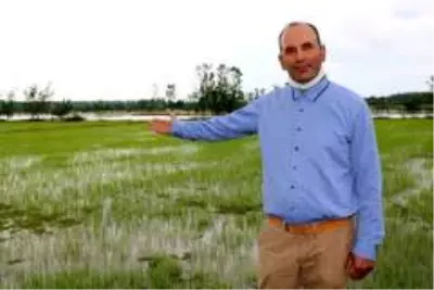 Siyah pirincin rengini gören boya zannedip bakanlığa şikayet ediyor ancak faydaları saymakla bitmiyor