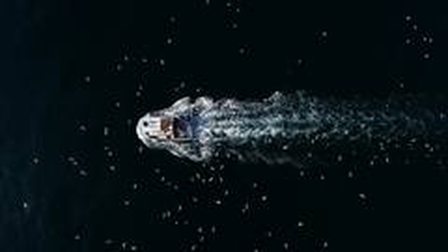 Film karesi gibi görüntülerle sardalye sezonu başladı Film karesi gibi görüntülerle sardalye sezonu başladı