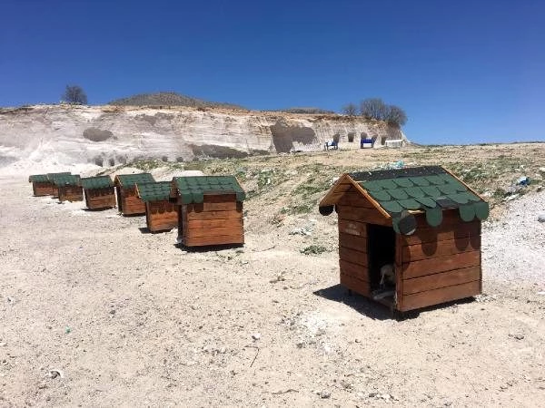 Çiftlik Belediye Başkanı Serkan Güzel, kullanılmayan araziye 65 oyuk açtırarak 'Köpek Köyü' kurdu